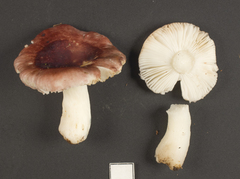 Russula roseopileata