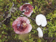 Russula roseopileata