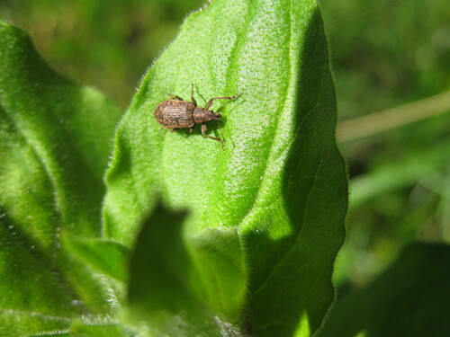 Polydrusus pilosus