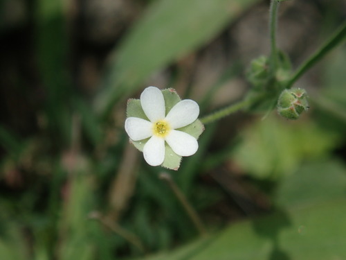 Androsace umbellata iNat (3)