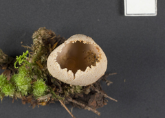 Tarzetta jafneospora