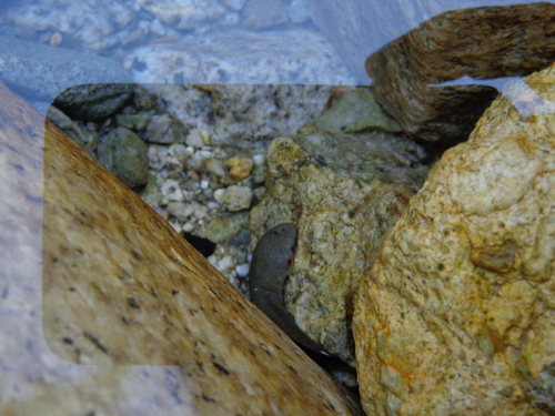 Ascaphus truei