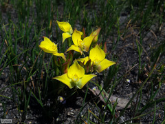 Disa tenuifolia