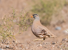 See-See Partridge photo 2