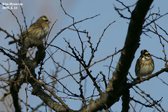 Emberiza chrysophrys