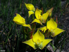 Disa tenuifolia