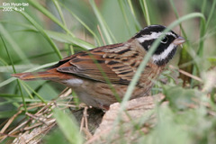 Emberiza tristrami