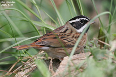 Emberiza tristrami