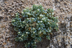 Drymaria holosteoides