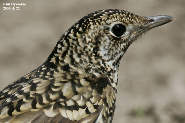 White's Thrush