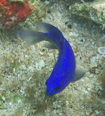 Stegastes rectifraenum