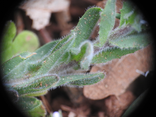 Image of Lepidium hirtum by (c) Yves Bas, some rights reserved (CC BY)