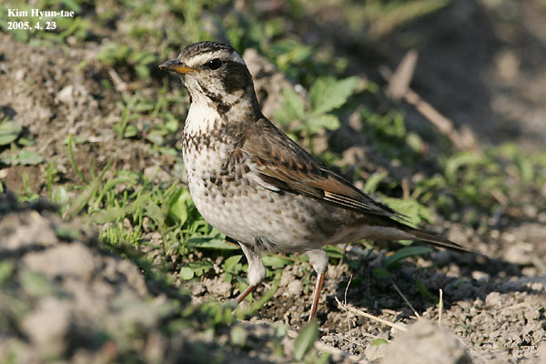 Dusky Thrush