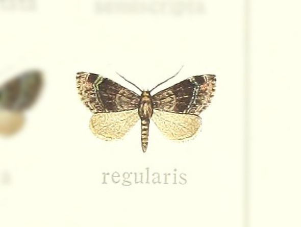 Pasiphilodes regularis