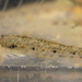 Favonigobius gymnauchen - Photo (c) H.T.Cheng, some rights reserved (CC BY-NC), uploaded by H.T.Cheng