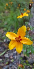 Bidens bicolor