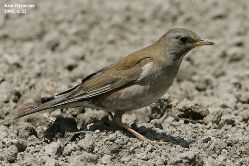 Pale Thrush (Turdus pallidus), photo 9