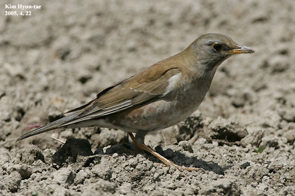 Pale Thrush illustration