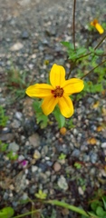 Bidens bicolor