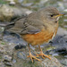 Brown-headed Thrush - Photo (c) Kim, Hyun-tae, some rights reserved (CC BY), uploaded by Kim, Hyun-tae