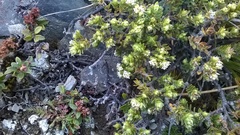 Pimelea oreophila lepta