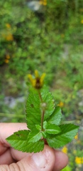 Bidens bicolor