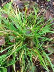 Carex communis