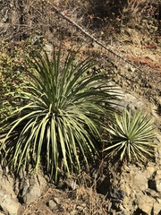 Hesperoyucca