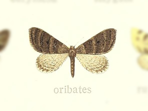 Pasiphilodes oribates