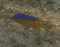 Stegastes flavilatus