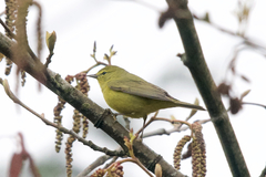 Leiothlypis celata lutescens