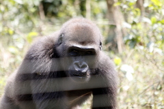 Gorilla gorilla