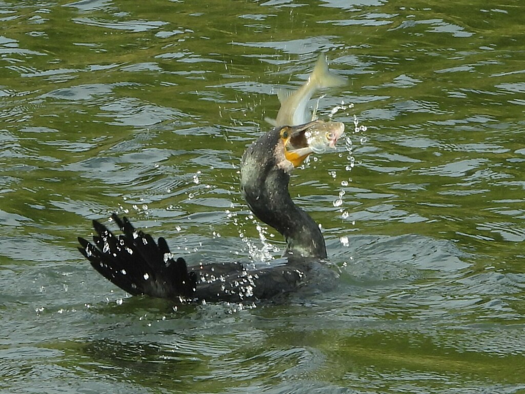 Yelloweyed Mullet