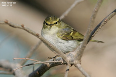 Phylloscopus proregulus