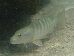 Lutjanus novemfasciatus