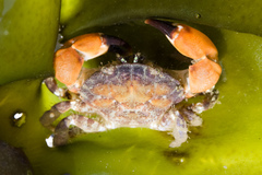 Lophopanopeus bellus