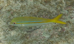 Mulloidichthys dentatus