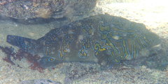 Cirrhitus rivulatus