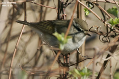 Phylloscopus inornatus