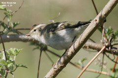 Phylloscopus inornatus