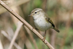 Phylloscopus inornatus