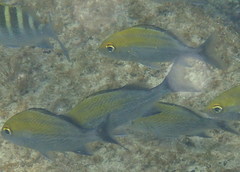 Haemulon scudderii