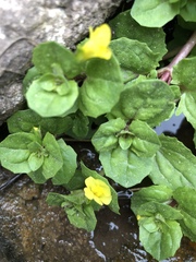 Erythranthe glabrata