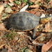 Yellow-margined Box Turtle - Photo (c) 謝忠良, some rights reserved (CC BY-NC), uploaded by 謝忠良