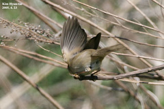 Phylloscopus fuscatus
