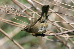 Phylloscopus fuscatus