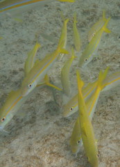 Mulloidichthys dentatus