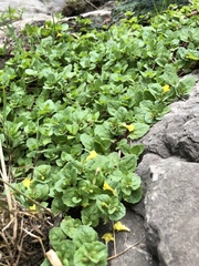 Erythranthe glabrata