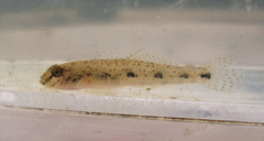 Favonigobius reichei