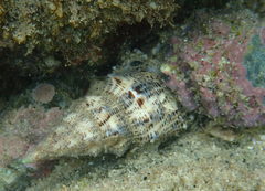Cerithium maculosum